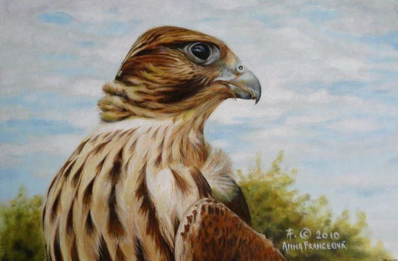 ♂ F. cherrug